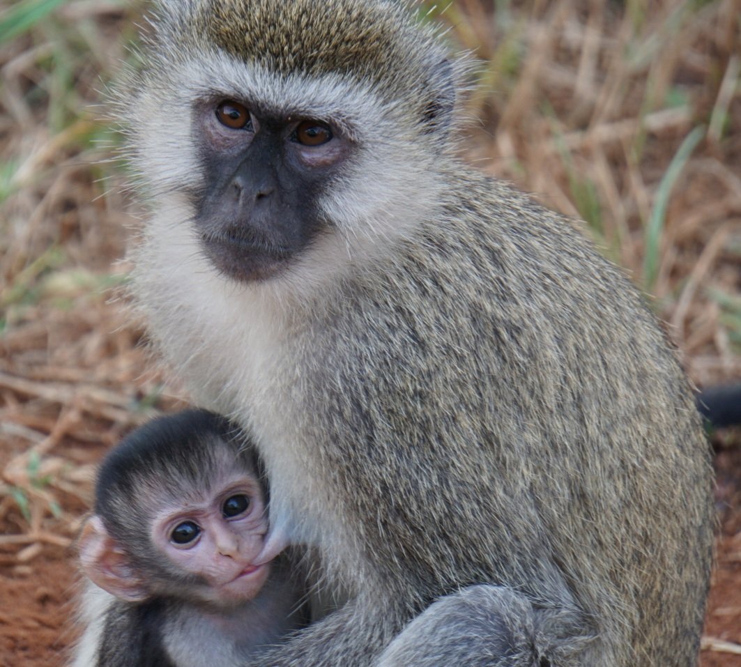 Macacos que vivem livres na ilha caribenha St. Kitts costumam roubar coquetéis de turistas desavisados e acabam ficando bêbados