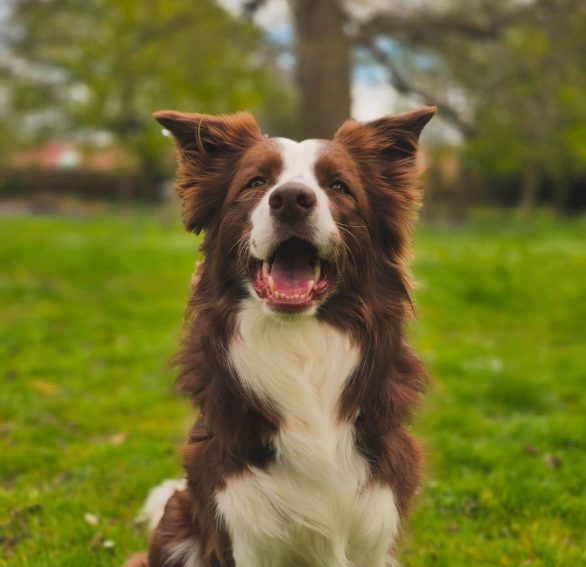 Em 2020, ao descobrir uma pesquisa internacional sobre cães com habilidades extraordinárias para identificar objetos, Carolina indicou Gaia, acreditando no potencial da cachorrinha.