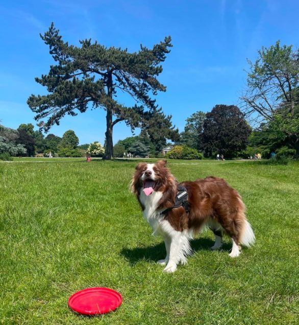 Suas habilidades têm sido testadas e documentadas por pesquisadores, destacando-se como um exemplo notável de cognição canina.
