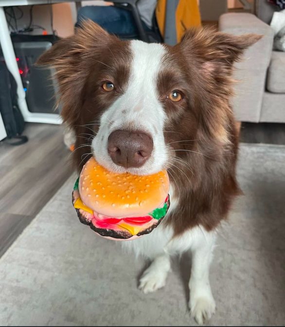 Além disso, Gaia ainda sabe selecionar novos brinquedos por exclusão. Ou seja, a cadela consegue entender e pegar um objeto novo, mesmo se ele estiver em meio a outros que ela já conhecia.
