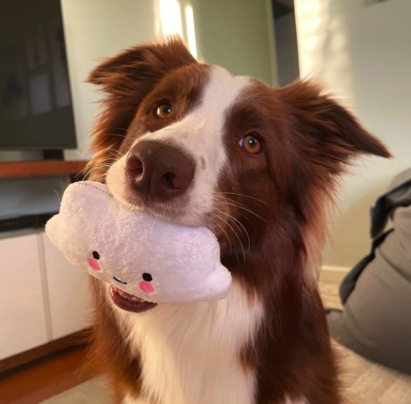 Durante a pandemia, o Genius Dog Challenge, transmitido no YouTube, testou esses cães em dois desafios: aprender os nomes de 6 brinquedos em uma semana e, posteriormente, de 12. Gaia acertou todos os objetos.