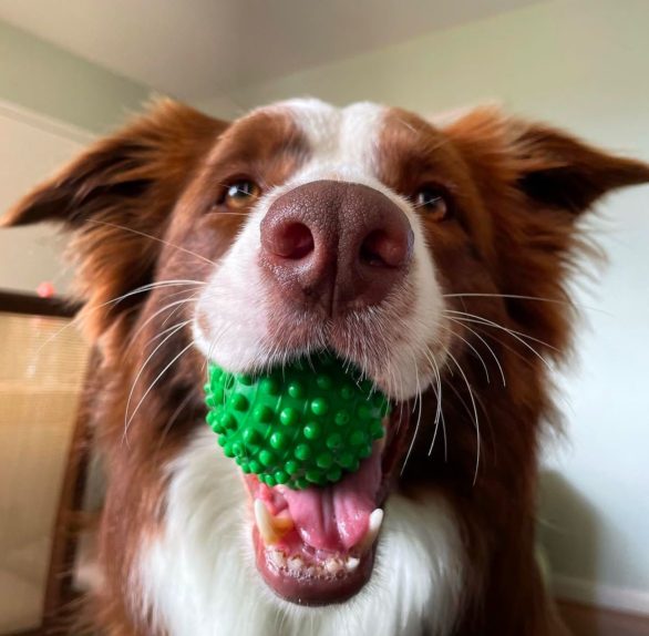 Na ocasião, Gaia lembrou de 9 dos 12 objetos, confirmando sua habilidade cognitiva excepcional.






