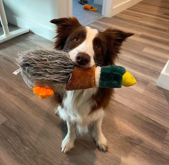 Dois anos após o desafio, testes de memória mostraram que a maioria dos cães lembrava dos brinquedos, mesmo sem contato nesse período. 