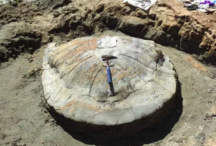 Nunca foi visto [um fóssil] assim tão grande, tão bem preservado, então, é um fóssil muito importante para entender a paleontologia da região aqui, os animais que viveram no passado, disse ele.