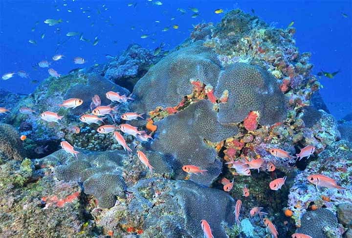 Laboratório natural: Os organismos do fundo do mar podem nos ensinar muito sobre a vida em condições extremas e sobre a origem da vida na Terra. Estudá-los pode nos ajudar a desenvolver novos medicamentos, materiais e tecnologias.