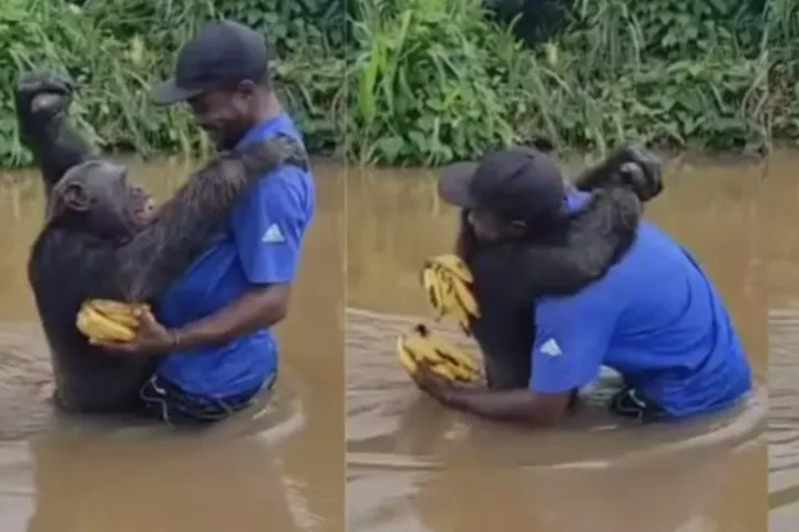 Um reencontro entre um macaco e seu antigo cuidador causou emoção nas redes sociais. O chimpanzé chamado Citron reconheceu Fabrice Moudoungue e correu para abraçá-lo. A cena viralizou. 