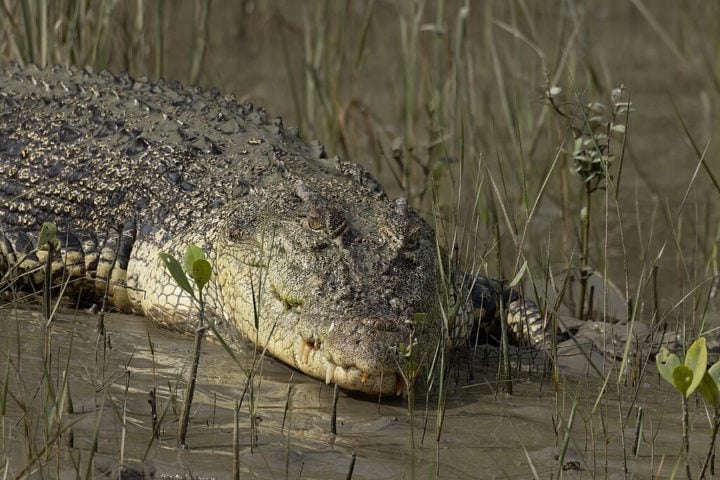 A população dos crocodilos chegou a cerca de 3 mil indivíduos após a Segunda Guerra Mundial, mas voltou a crescer.