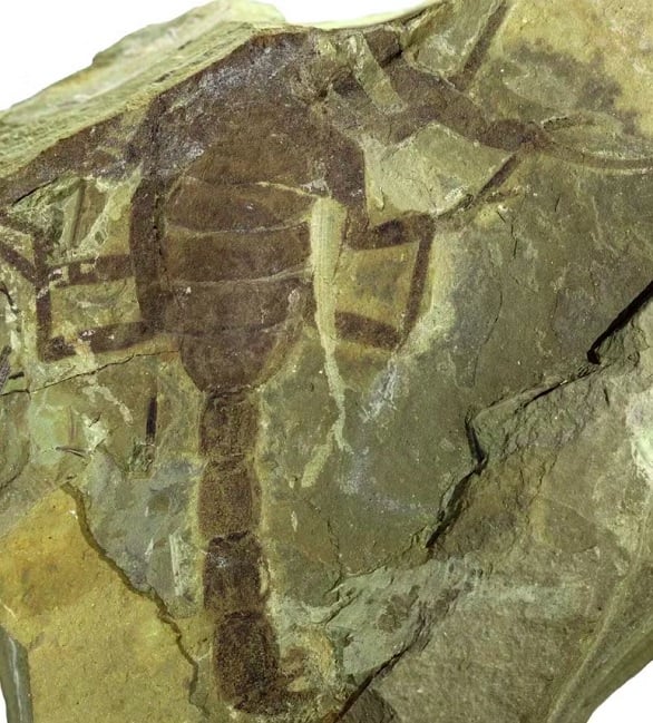 Batizada de Jeholia longchengi, em referência ao sítio paleontológico Jehol Biota e à província de Liaoning, essa é a primeira espécie de escorpião da era mesozoica identificada no país. 