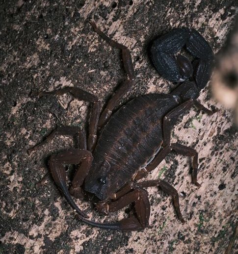 Como T. achilles também pode picar, acredita-se que essa pulverização seja uma estratégia defensiva mais econômica para evitar o uso do veneno mais forte.