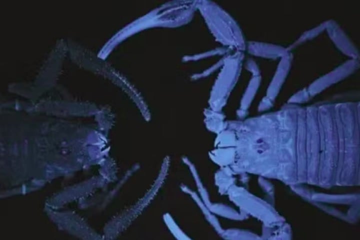 Testes de laboratório mostraram que o jato pode alcançar até 36 cm e, em alguns casos, a toxina liberada parecia ser um pré-veneno menos potente.