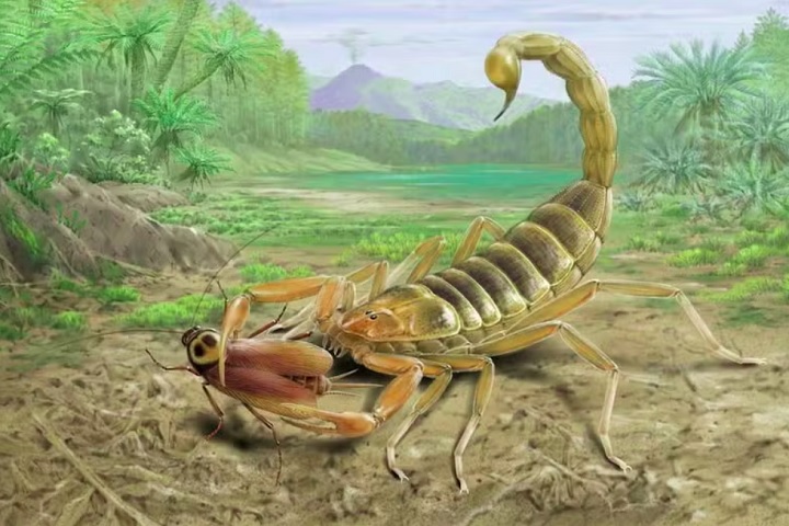 Com 10 centímetros de comprimento, o escorpião era maior que outros da mesma era e possuía características únicas, como pernas alongadas e pedipalpos finos, sugerindo uma dieta baseada em aranhas, lagartos e pequenos mamíferos.