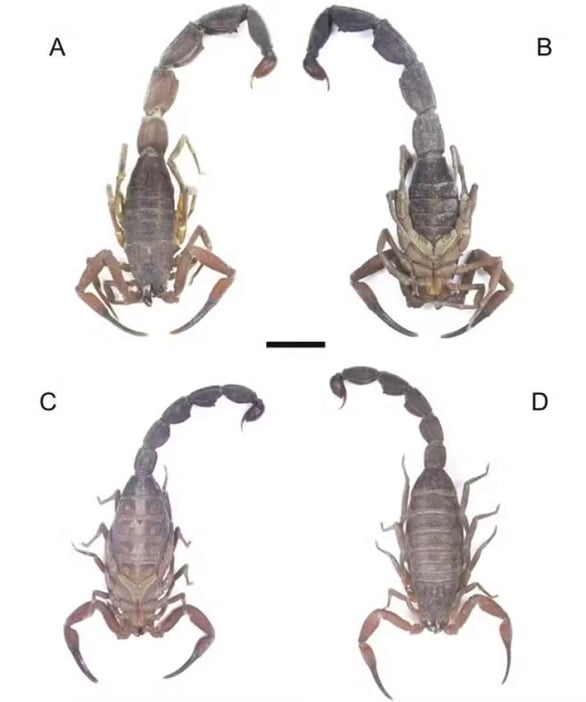 É a primeira espécie sul-americana de escorpião capaz de pulverizar veneno. Antes, essa habilidade era registrada apenas na América do Norte e na África. 