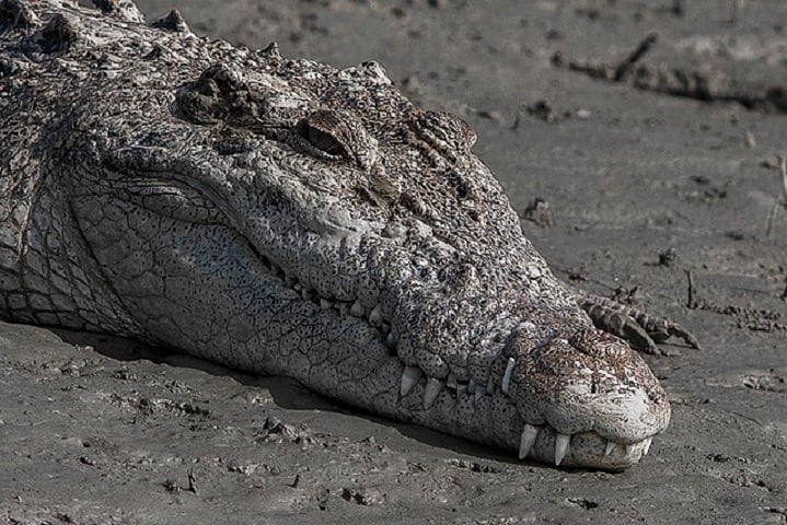Esses crocodilos, conhecidos por serem territoriais e agressivos, raramente causam incidentes fatais. A morte de uma criança de 12 anos em 2022 foi o primeiro caso desde 2018.