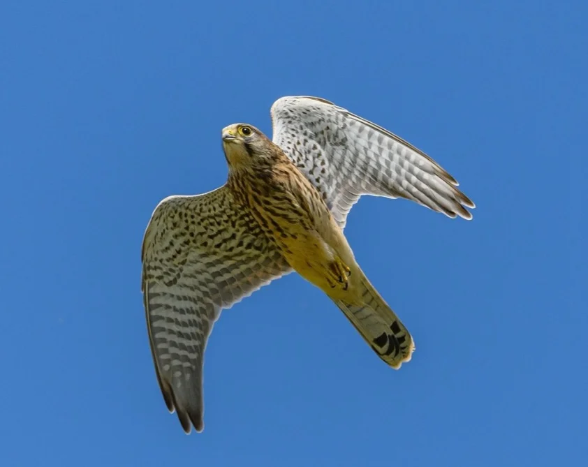 Mais rápido: Falcão-peregrino - Atinge 320 km/h ,  em mergulho. É um predador ágil e cosmopolita, encontrado em todos os continentes, exceto na Antártida.