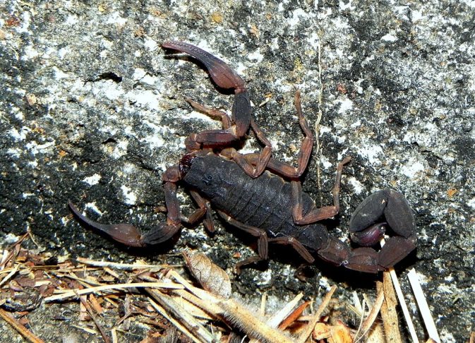 E o escorpião-marrom, encontrado em regiões mais rurais, com veneno menos potente, mas ainda perigoso.