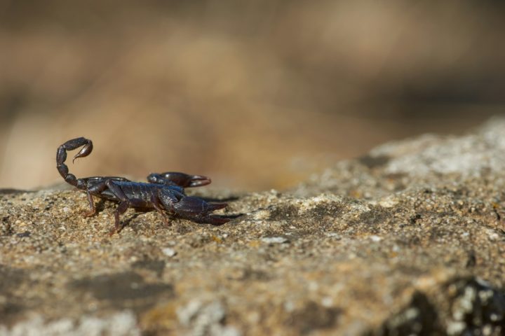 Encontrados em quase todos os continentes, ele se adaptaram a diferentes habitats, desde desertos áridos até florestas tropicais e cavernas úmidas.