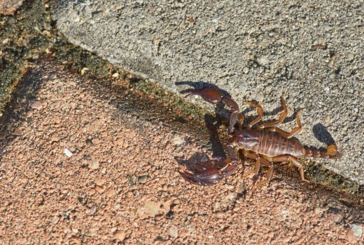 Apesar da reputação perigosa, apenas cerca de 30 das mais de 2.500 espécies conhecidas apresentam risco significativo para humanos. 