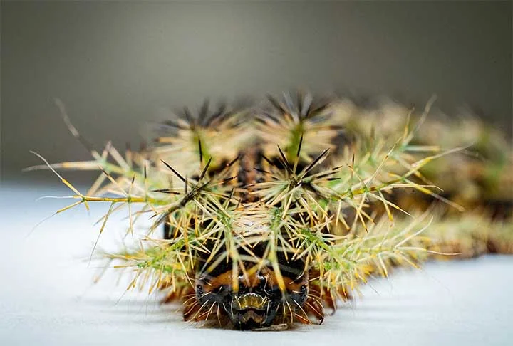 Além disso, ela pode ser encontrada na América do Sul e na América Central, em zonas urbanas ou rurais. Em solo brasileiro, por exemplo, é mais vista nas regiões Sudeste e Sul, sobretudo em florestas primárias, de áreas montanhosas, entre janeiro e abril.