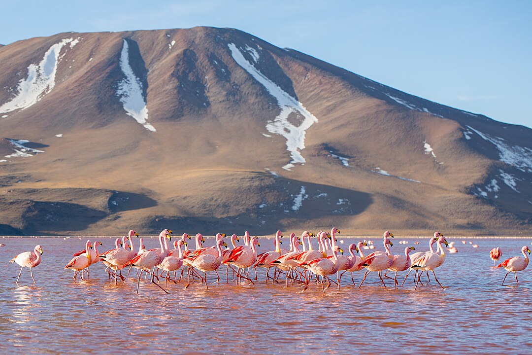 É um importante habitat para flamingos andinos e outras aves migratórias. A paisagem surreal da lagoa, com suas cores vibrantes e formações geológicas únicas, atrai turistas e fotógrafos de todo o mundo.