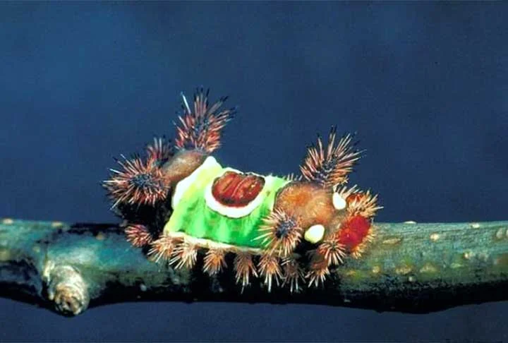 Nativa da América do Norte, também encontrada em alguns países da América Central e Colômbia, a rara lagarta-de-sela (Acharia stimulea) chama a atenção. Os dois últimos instares têm uma das picadas mais fortes e são encontradas em plantas ornamentais.