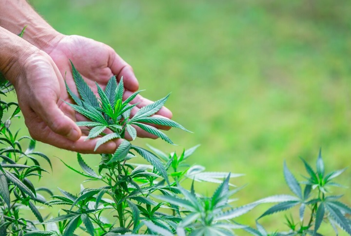 A recusa à descriminalização aumentou em todas as faixas etárias, incluindo os mais jovens. Na faixa etária de 16 a 24 anos, a oposição à legalização aumentou de 46% para 55%. Entre pessoas de 25 a 34 anos, a rejeição cresceu de 56% para 65%.