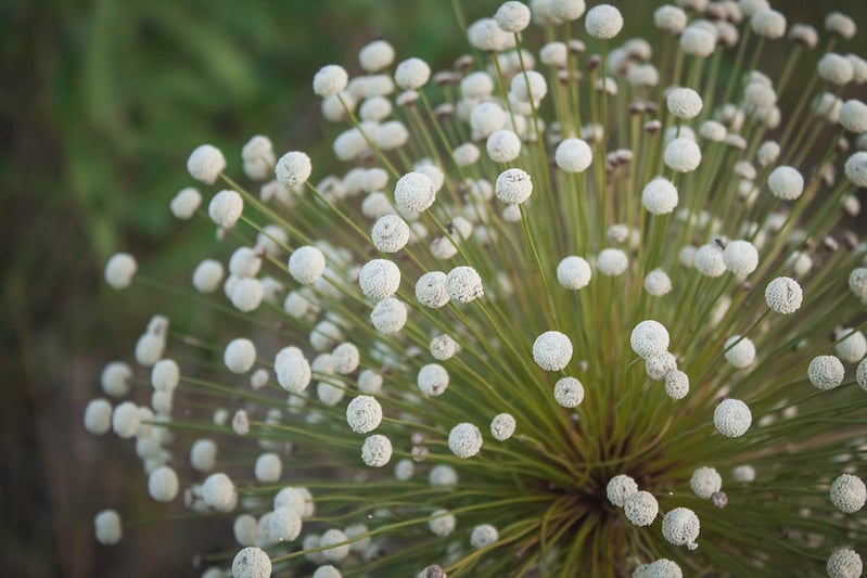 O nome Jalapão foi escolhido pela grande concentração da flor ‘Jalapa-do-Brasil’ ou ‘Chuveirinho’ neste território. Elas prosperam entre março e julho. São singulares pelas pétalas brancas que se destacam no Cerrado. 