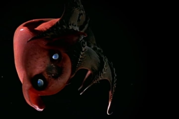 A maioria dessas criaturas nunca vê a luz do sol, dependendo de bioluminescência ou detritos orgânicos que caem das camadas superiores do oceano.