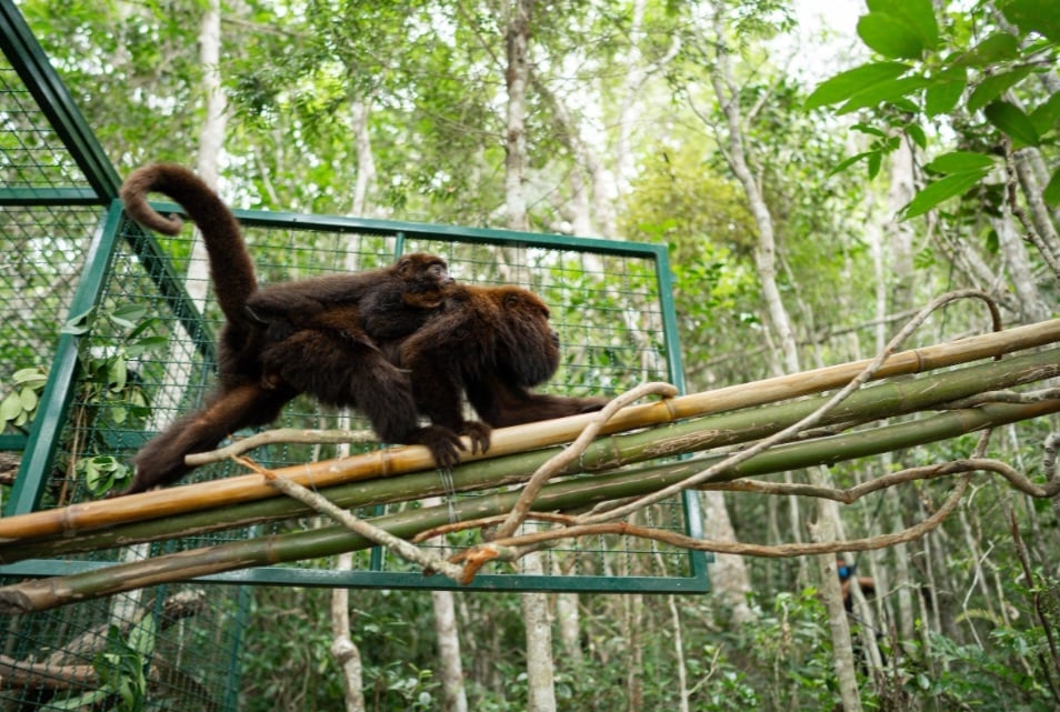 E eles , finalmente, foram soltos. De acordo com o Projeto Fauna Floripa, a ilha pode abrigar até 1.500 macacos dessa espécie. Uma alegria para os visitantes que curtem ver os animais em meio à natureza. 
