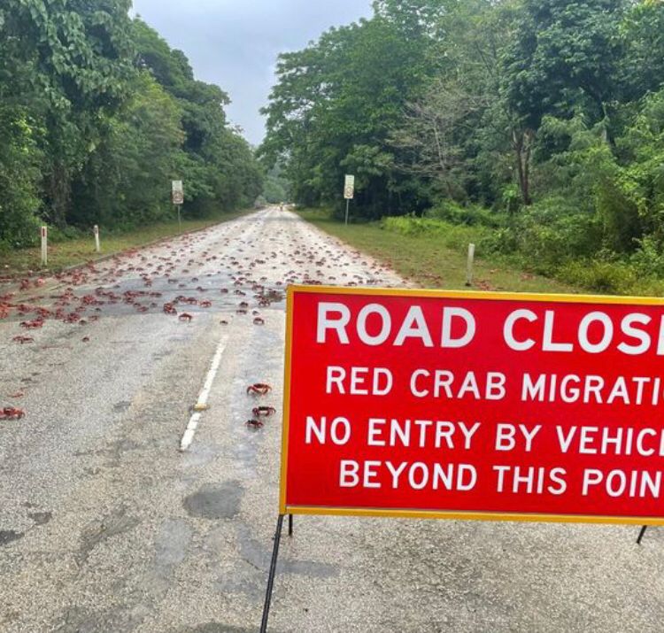 Um aviso de fechamento da estrada é colocado para a travessia dos crustáceos. Eles tomam conta do caminho. 