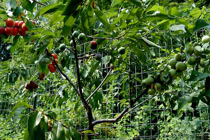 O método consiste em coletar enxertos de diferentes espécies e integrá-los cuidadosamente a uma árvore receptora, geralmente um pessegueiro.