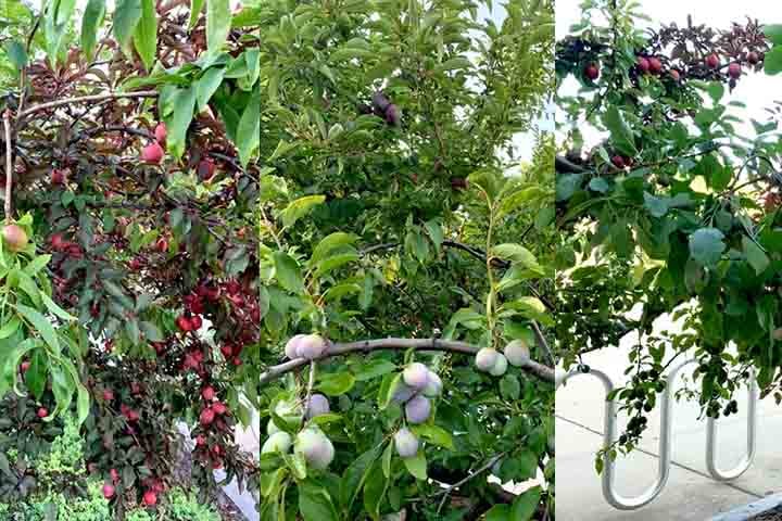 A chamada “Árvore das 40 Frutos” une em um único tronco variedades raras e muitas vezes ameaçadas de extinção de várias frutas de caroço.