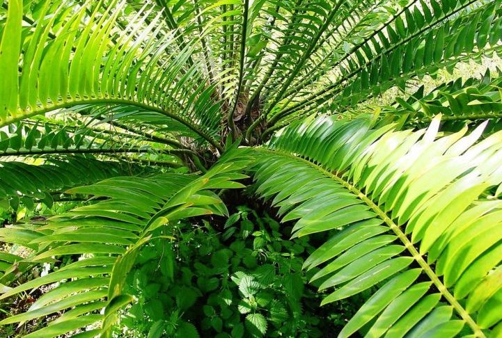 Segundo os pesquisadores, não é possível reverter a situação, pois essa planta é incapaz de se reproduzir sozinha.