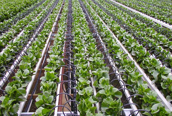 Na agricultura, sistemas de irrigação e tecnologias adequadas potencializam o uso da água. 