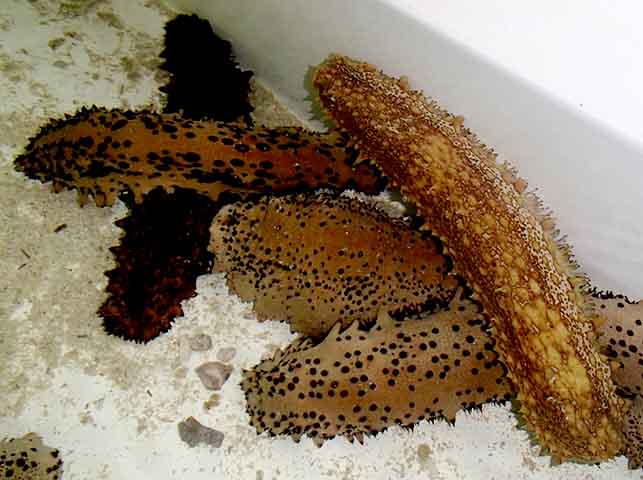 Eles comem areia, que pegam com os tentáculos retráteis presentes ao redor da boca. No entanto, são inofensivos e se escondem nas areia ou debaixo das rochas. 