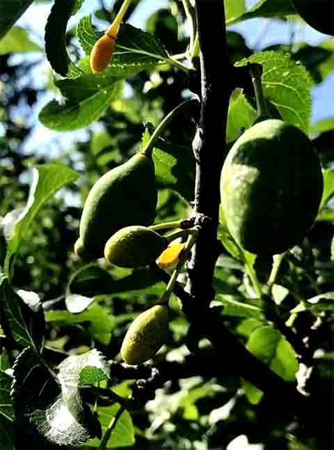 Uma árvore criada pelo artista e professor norte-americano Sam Van Aken, da Universidade de Syracuse (EUA), chama a atenção por uma peculiaridade curiosa.