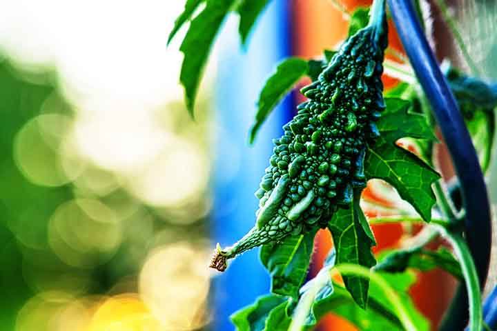 Além disso, esta planta é rica em diversas saponinas, incluindo momordicina, momordin, momordicosídeo, karavilagenina, karavilosídeo e kuguacina, todas elas contribuindo para suas propriedades curativas.