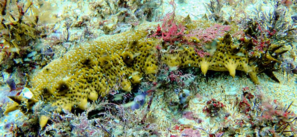 Seus alimentos também são o material orgânico dos detritos do fundo do mar, que são empurrados para a boca, ou o plâncton aprisionado em muco nos tentáculos.