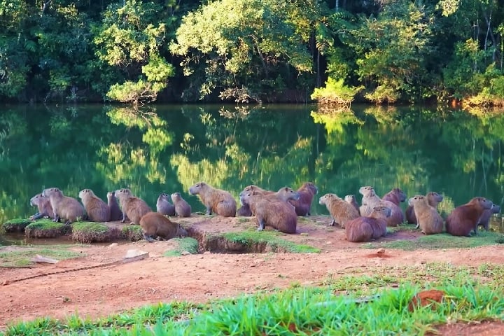 O ambiente é rico em biodiversidade, abrigando uma grande variedade de aves, mamíferos aquáticos, répteis e plantas típicas de zonas úmidas.