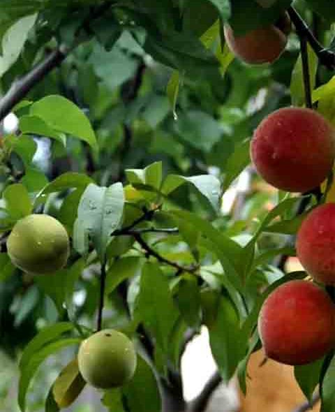 Van Aken escolheu o número 40 por seu simbolismo nas religiões ocidentais, como representação de abundância.
