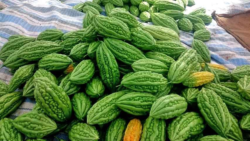 O melão de São Caetano possui um fruto amarelo quando maduro que mede aproximadamente 15 cm de comprimento, parecido com um pequeno melão de textura espinhosa