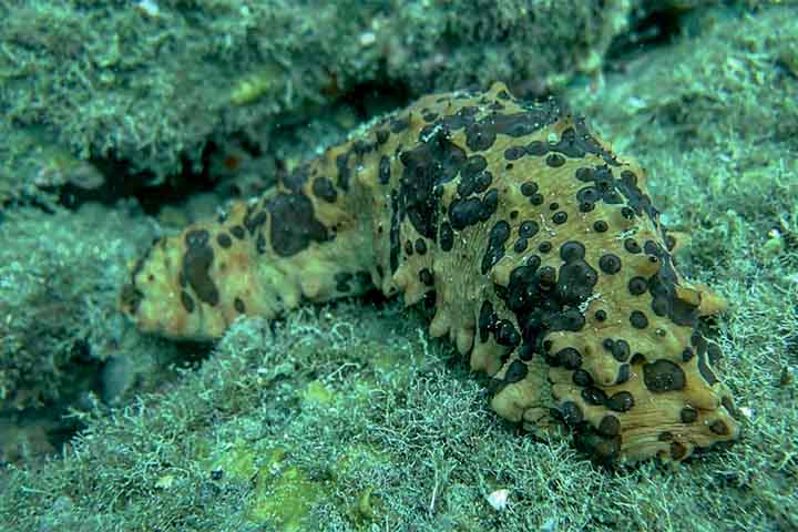 O pepino-do-mar é muito utilizado na cozinha asiática, sendo uma iguaria em países como a China, Japão e Malásia. É frequentemente utilizado em sopas, ensopados, e também consumido cru como sashimi ou em pratos como o sunomono.