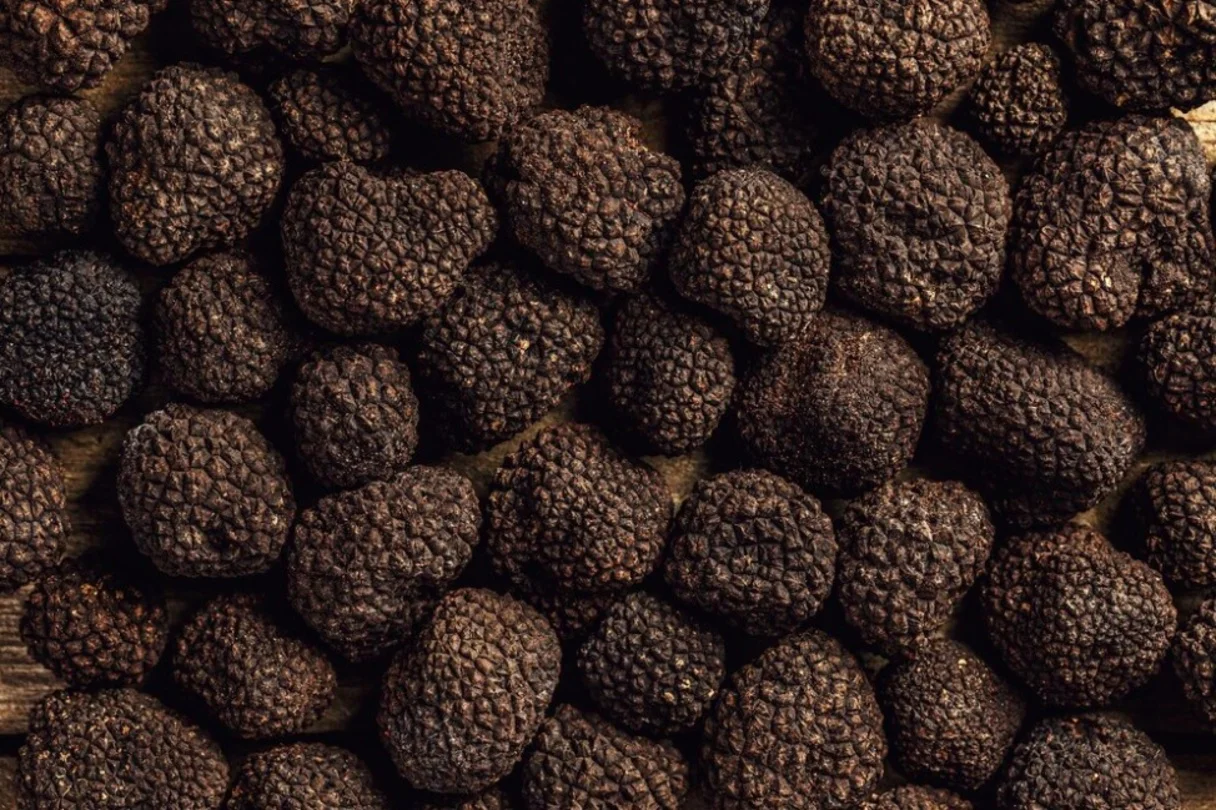 A palavra ‘trufa’ vem do latim truffle, termo que identifica um tipo de cogumelo comestível que cresce embaixo da terra em alguns países da Europa, como Itália e França.
