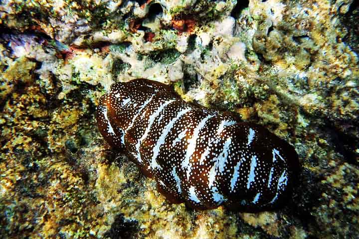 Apesar de não serem muito consumidos no Brasil, os pepinos-do-mar são importantes na cadeia alimentar, servindo de alimento para peixes, crustáceos e outros animais marinhos. 