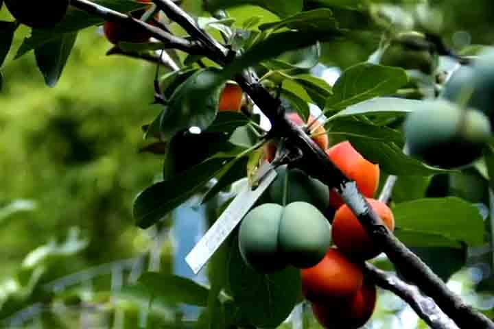 Já no verão, oferece uma colheita diversificada, com frutas amadurecendo em épocas diferentes.