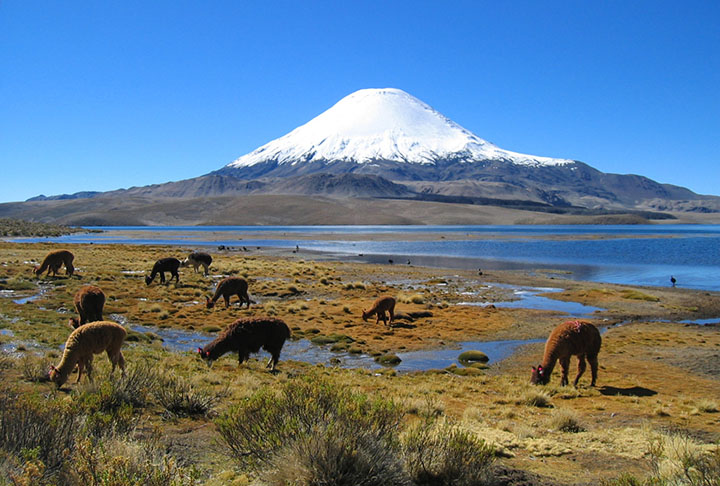 Há a possibilidade de conhecer um dos quatro vulcões (o Parinacota, o Pomerape, o Guallatire e o Acotango), todos com mais de 6 mil metros de altitude, e ver o belo Lago Chungará, um dos mais altos do mundo.