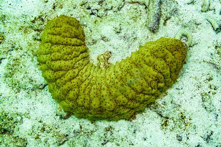 O pepino-do-mar, assim como outros invertebrados, não possuem um sistema nervoso central ou cérebro como os humanos. Eles possuem uma rede nervosa que lhes permite responder ao ambiente. 