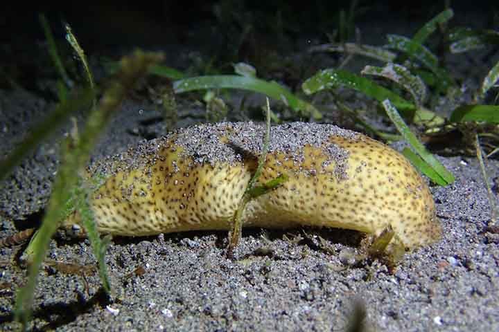 A movimentação dos pepinos-do-mar na areia ajuda a oxigenar o sedimento, criando um ambiente mais propício para outros organismos. 