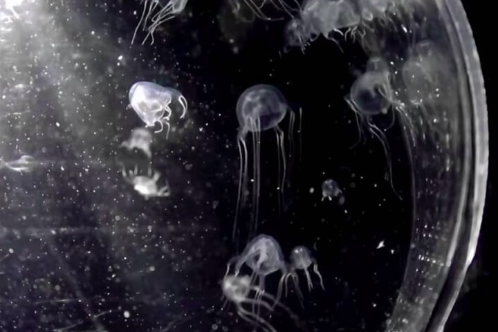 Diferente de outras águas-vivas, ela se movimenta impulsionada por estruturas semelhantes a remos.