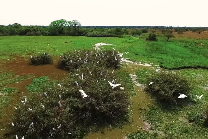 É também uma área de grande importância ecológica, com diversos parques e reservas naturais, como a Reserva da Biosfera Delta del Paraná, reconhecida pela UNESCO.