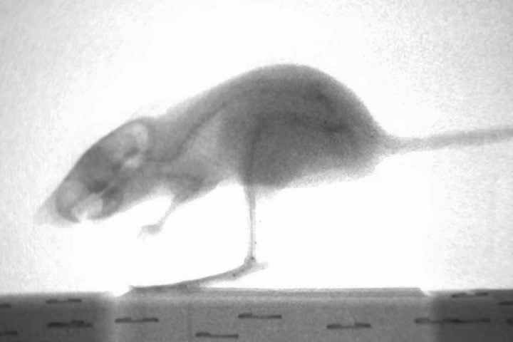 Uma característica física marcante do rato-canguru são suas patas traseiras longas e fortes, que são adaptadas para o salto. 